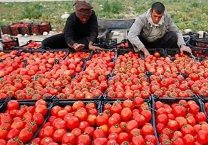 70روستابازار فعال در استان کرمان؛ راه‌اندازی 25روستابازار تا پایان سال