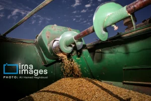 فعالیت ۳۸۶ شرکت تعاونی روستایی در کرمان؛ ۷۰ روستابازار تولیدات کشاورزان را عرضه می‌کنند