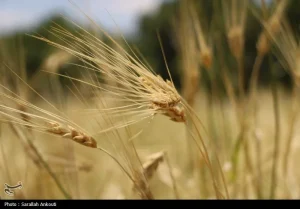 خرید تضمینی گندم در کرمان