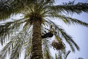 جشنواره ملی خرمای کلوته