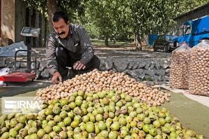 برداشت گردو در جنوب کرمان