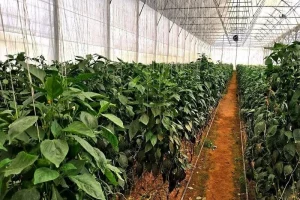 کشت گلخانه‌ای در جنوب کرمان