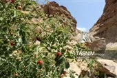 بافت زمین‌شناسی شگفت‌انگیز آبشار فیض‌آباد راور
