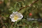 زیبایی‌های طبیعی تنگه و دره آبشار فیض‌آباد راور
