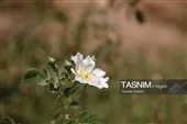 آب زلال و تصفیه شده طبیعی در آبشار فیض‌آباد راور