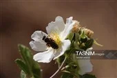 خروش آب زلال در دل کویر راور آبشار فیض‌آباد