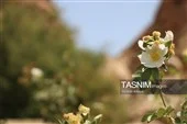 پوشش گیاهی اطراف آبشار فیض‌آباد راور کرمان