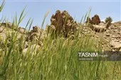 دیواره سنگی مرطوب در کنار آبشار فیض‌آباد راور