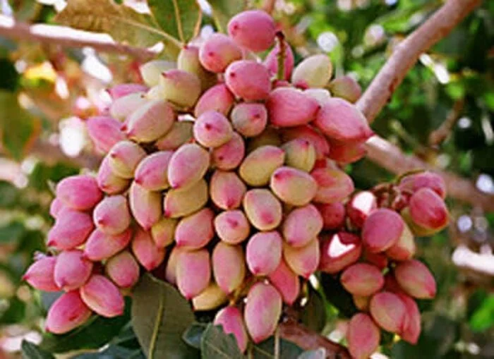 باغات پسته رفسنجان و چالش‌های صادرات پسته
