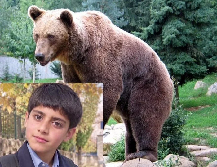 پیگیری قضایی پرونده جانباختن نوجوان بر اثر حمله خرس در جیرفت پیگیری قضایی پرونده جانباختن نوجوان بر اثر حمله خرس در جیرفت