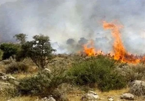 آتش‌سوزی باغات عنبرآباد