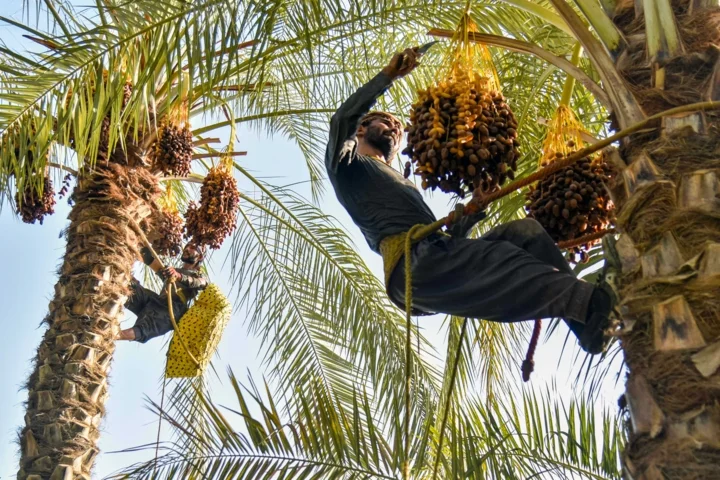 نخلستان و برداشت خرمای کرمان با چالش تعرفه صادرات خرما