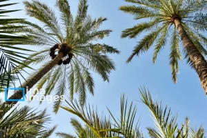 تعرفه صادرات خرما