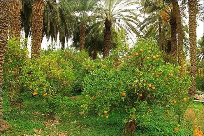 توسعه کشت گلخانهای و باغات نخل در کشاورزی عنبرآباد توسعه کشت گلخانهای و باغات نخل در کشاورزی عنبرآباد