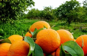 کشاورزی عنبرآباد