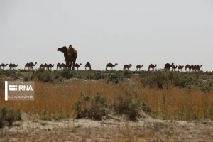 فرونشست زمین در جنوب کرمان