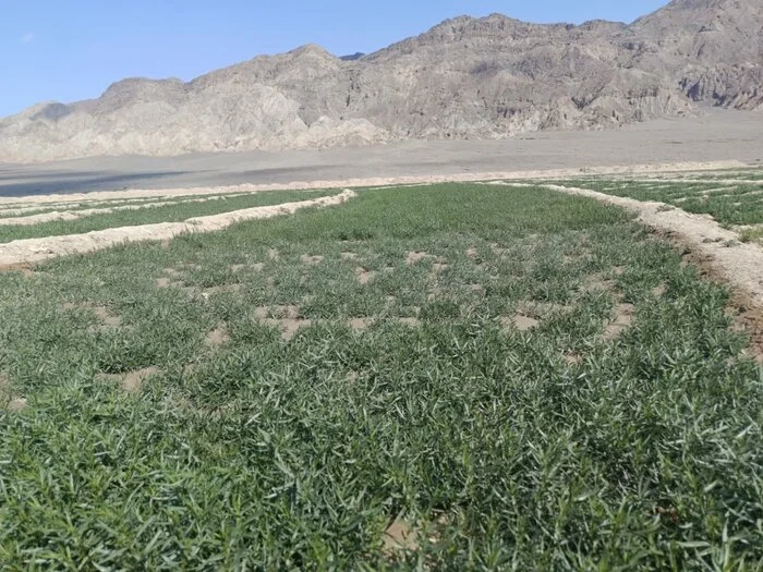مزارع سرسبز ترخون گلباف و برداشت محصول دارویی در کرمان