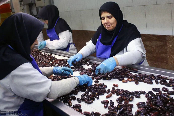 انبارداری و زنجیره سرد برای مدیریت تولید خرما در کرمان